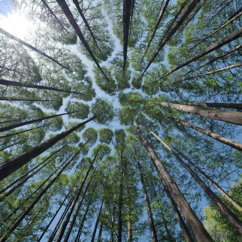 trees-bdf